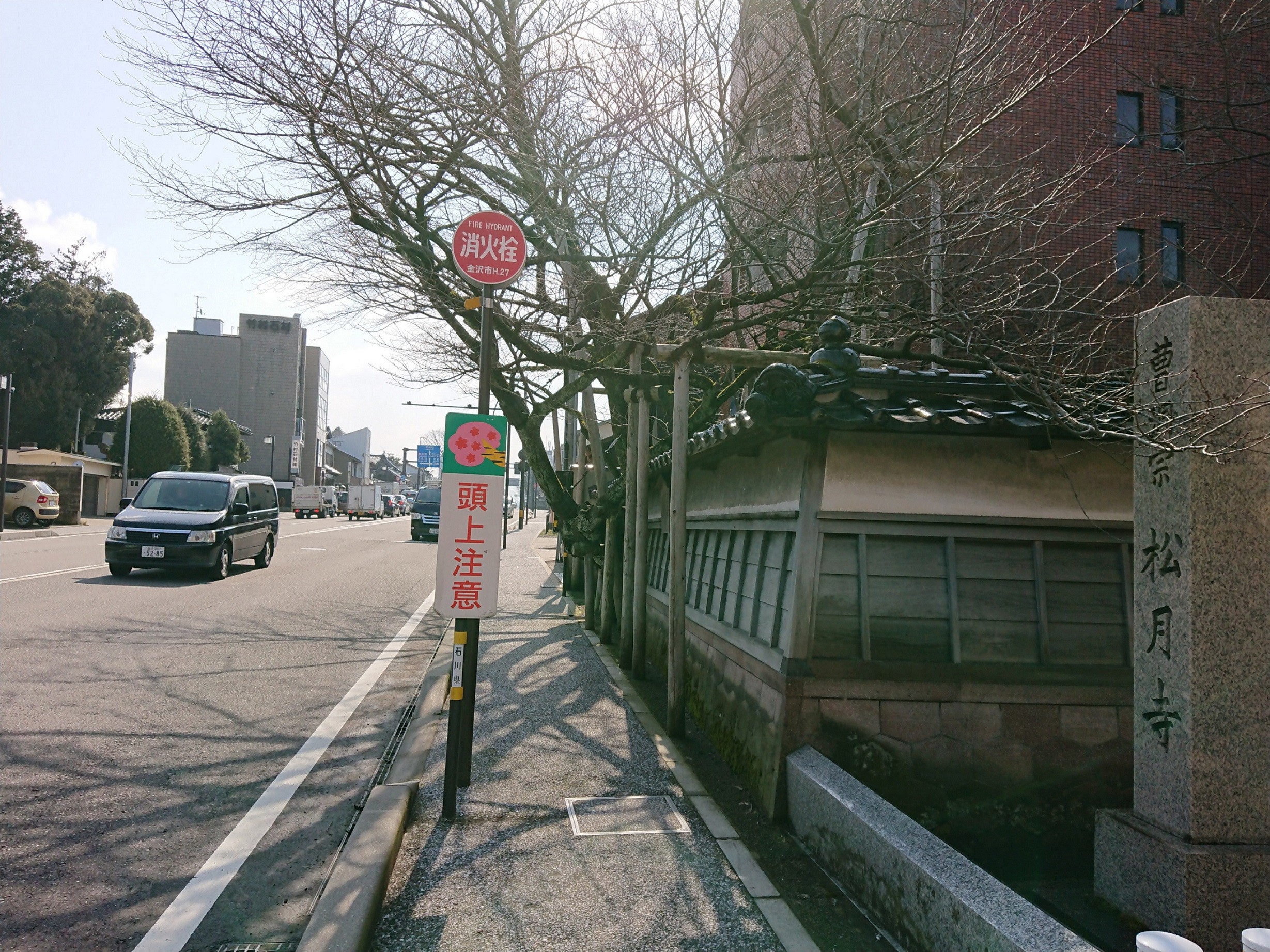 【１０：２０】松月寺の天然記念物「大桜」を見て、桜並木「犀川のみち」をお散歩♪